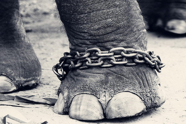 elephant-chained